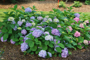 Landscape bed cleanup and maintenance in central nj