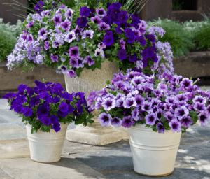 Professional planting in central NJ